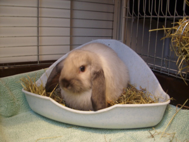 Lemmikki