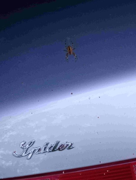 Spide.jpg